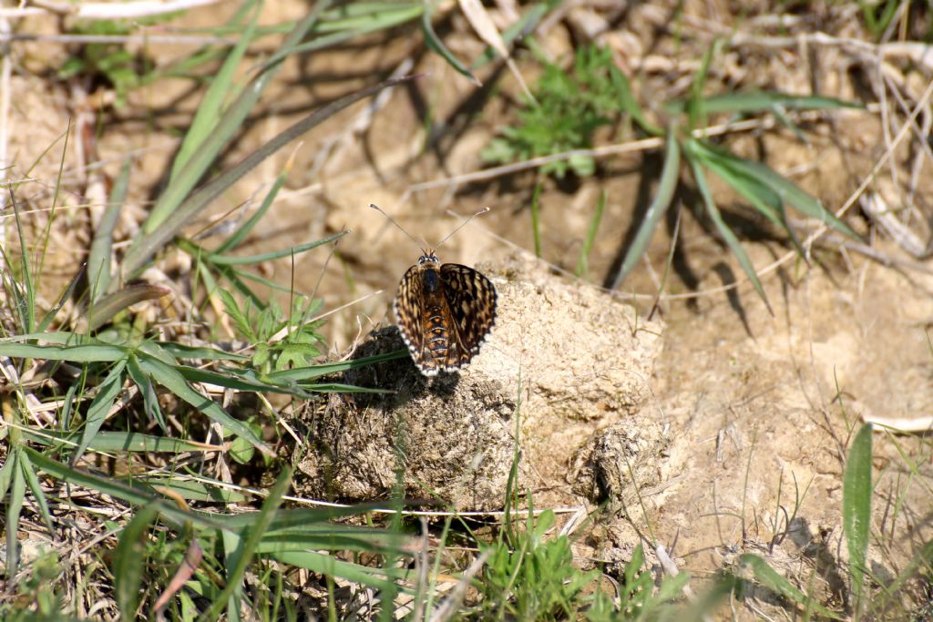 Melitaea didyma, Nymphalidae